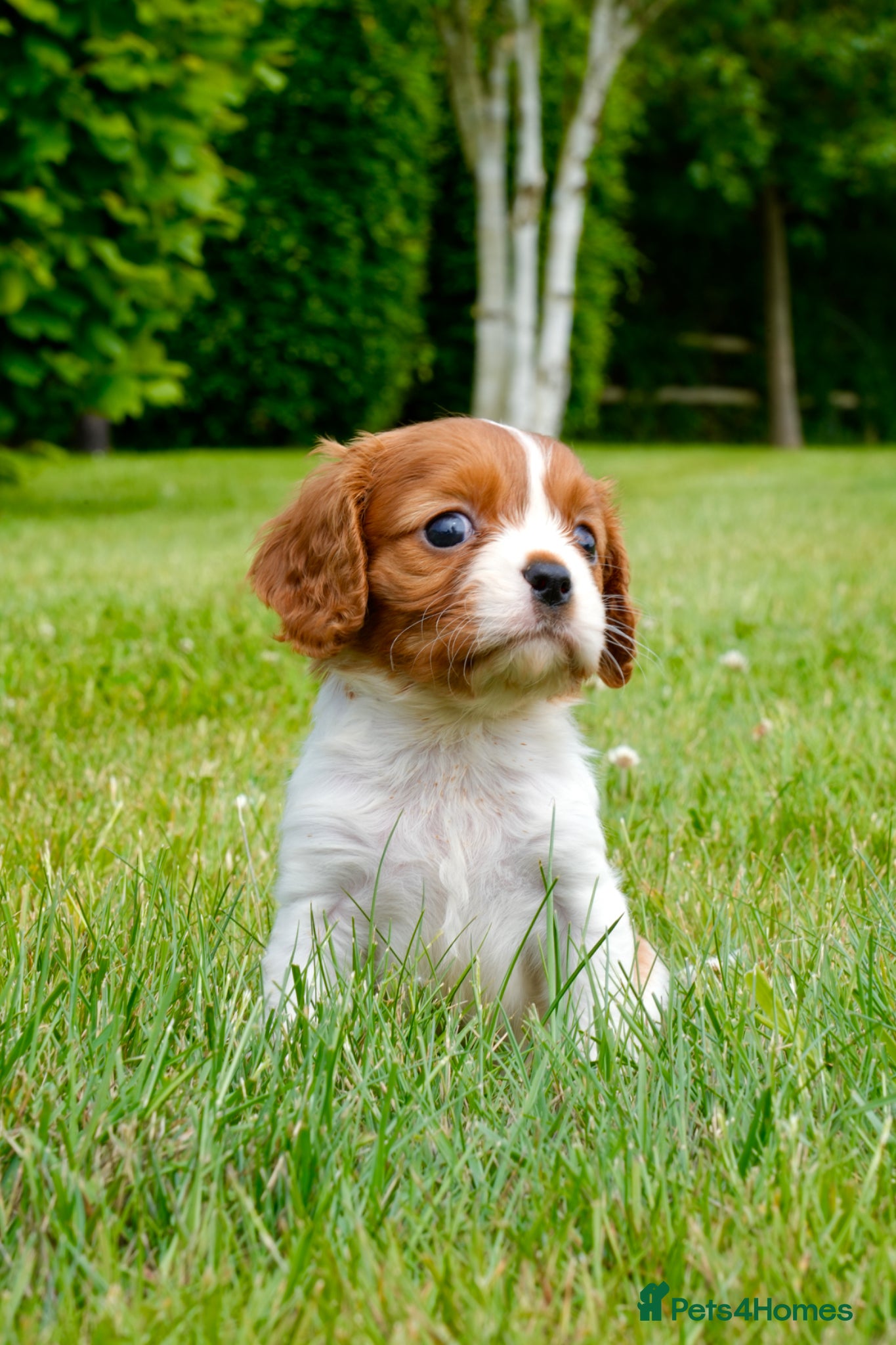 Cavalier King Charles Spaniel dogs for sale: Cavalier King Charles Puppies - Advert 2