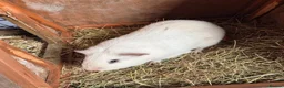 Guinea Pig rodents for sale: Gary the Guinea Pig - Advert 3