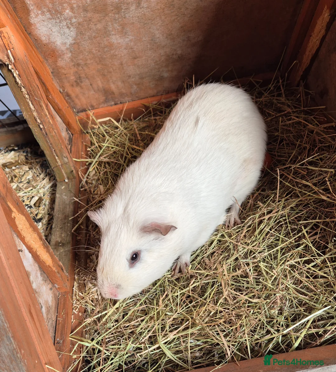 Guinea Pig rodents for sale: Gary the Guinea Pig - Advert 3