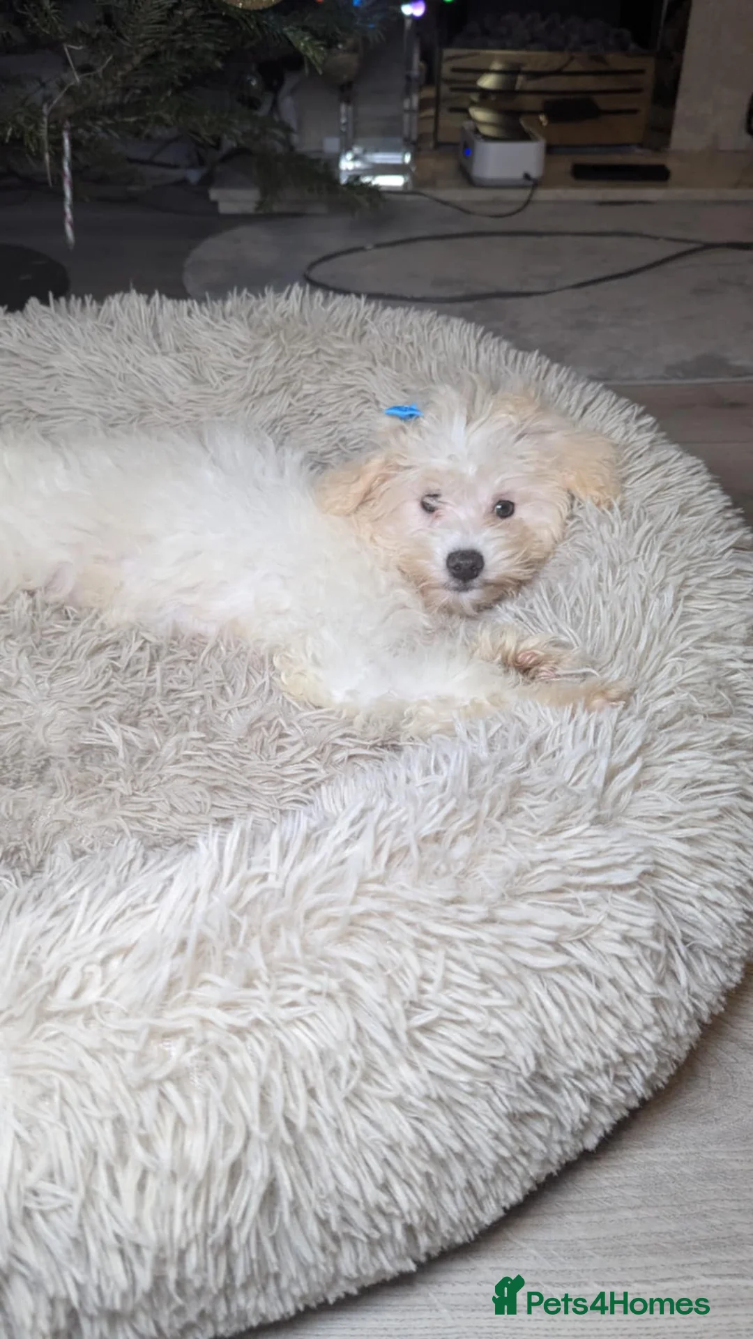 Maltipoo dogs for sale: Dominic C - Advert 7