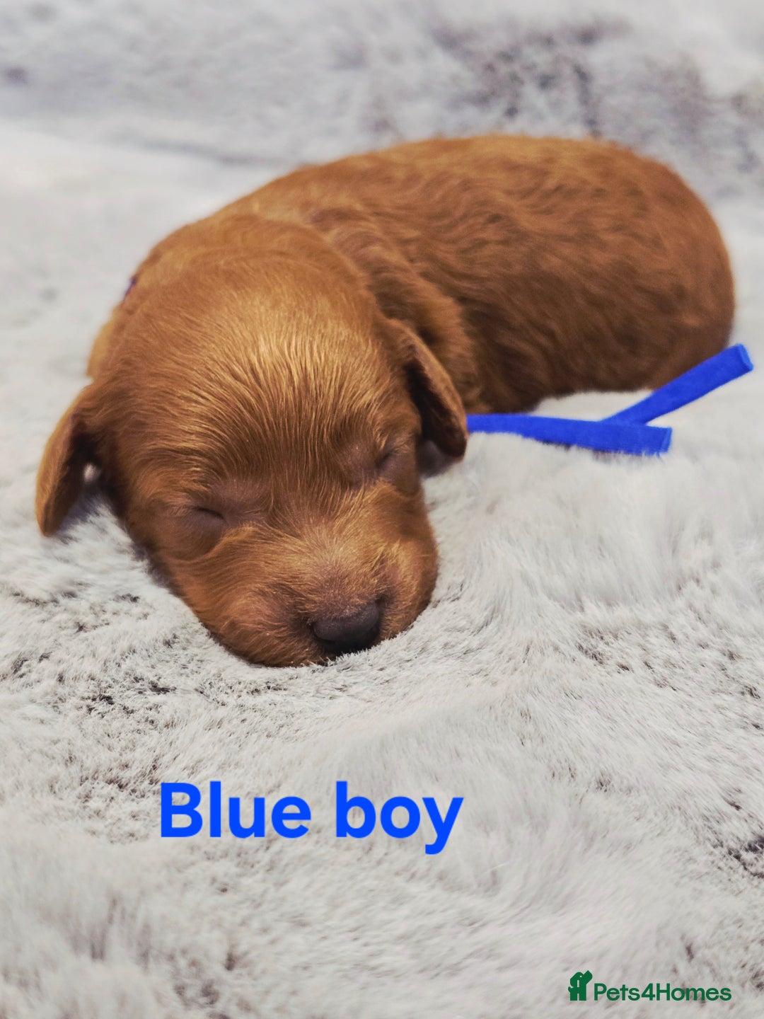 Cavapoo dogs for sale:  🐕Ruby Cavapoo Toy F1bb 🧸DNA tested🧸 - Image 19