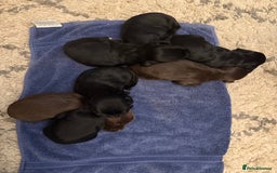 Sprocker dogs for sale: F1 Beautiful Sprocker Spaniel pups ❤️ - Advert 4