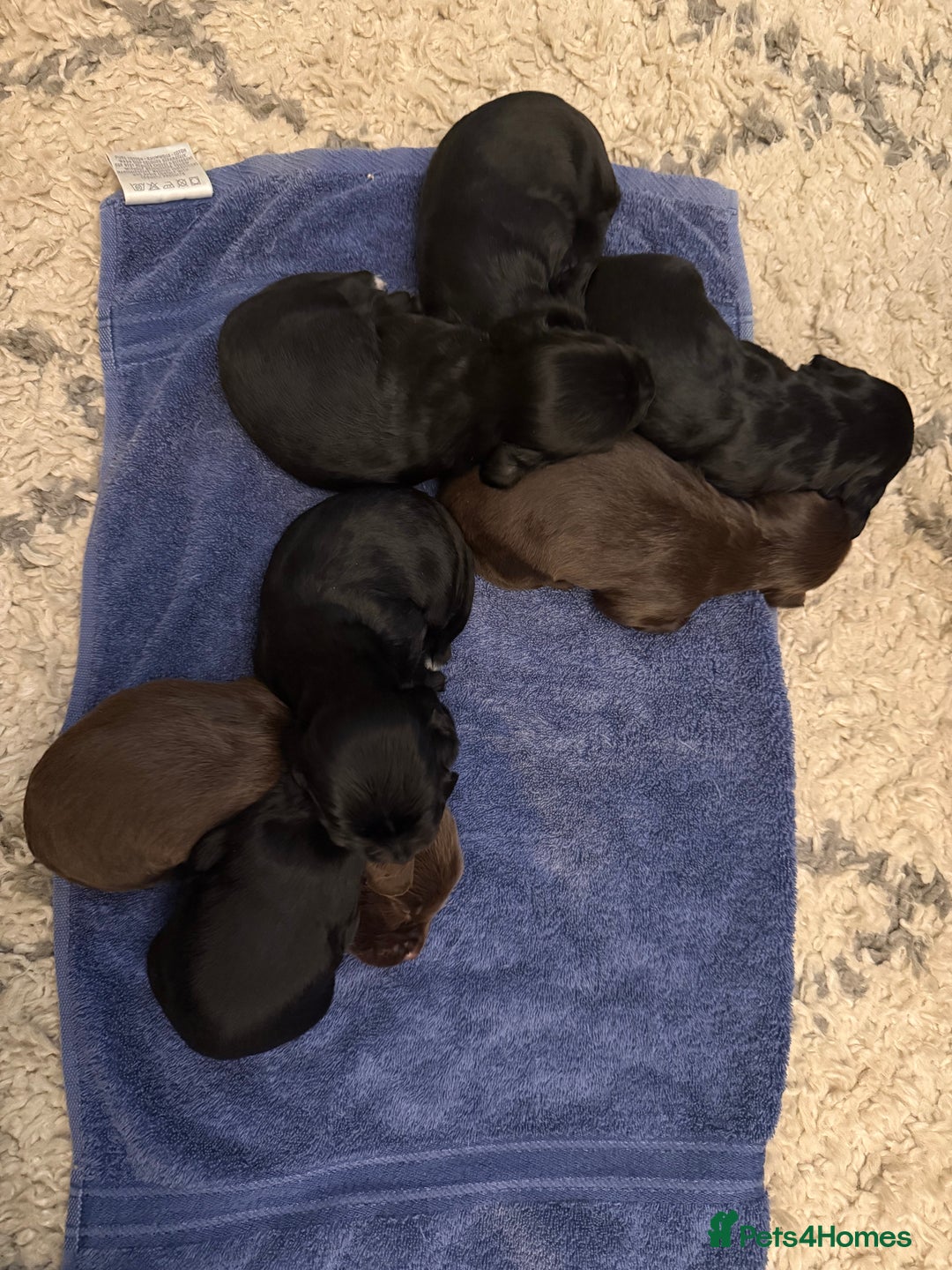 Sprocker dogs for sale: F1 Beautiful Sprocker Spaniel pups ❤️ - Advert 4
