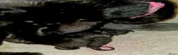 Mixed Breed cats for sale: 2 black kittens - Advert 2