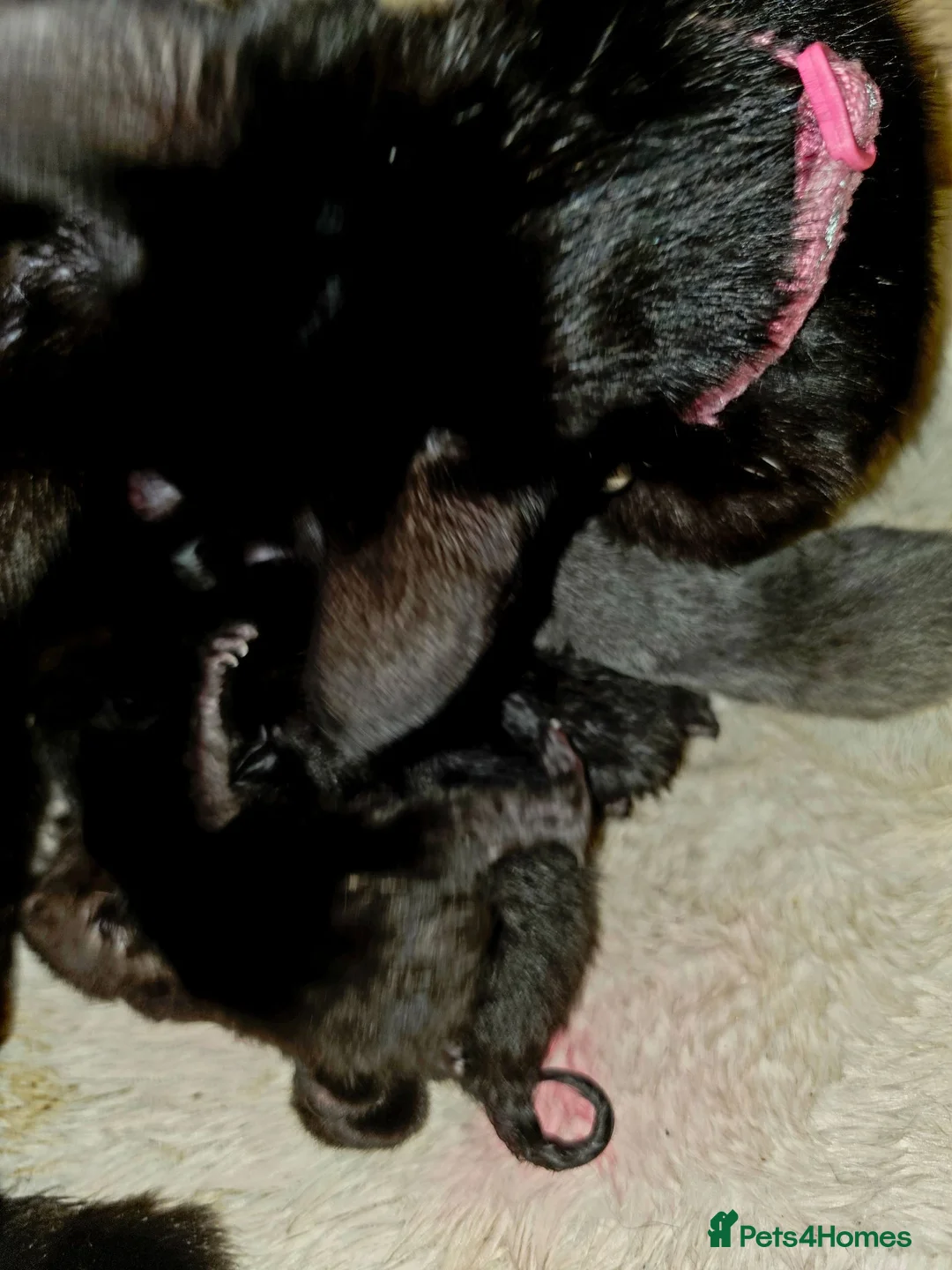 Mixed Breed cats for sale: 2 black kittens - Advert 2