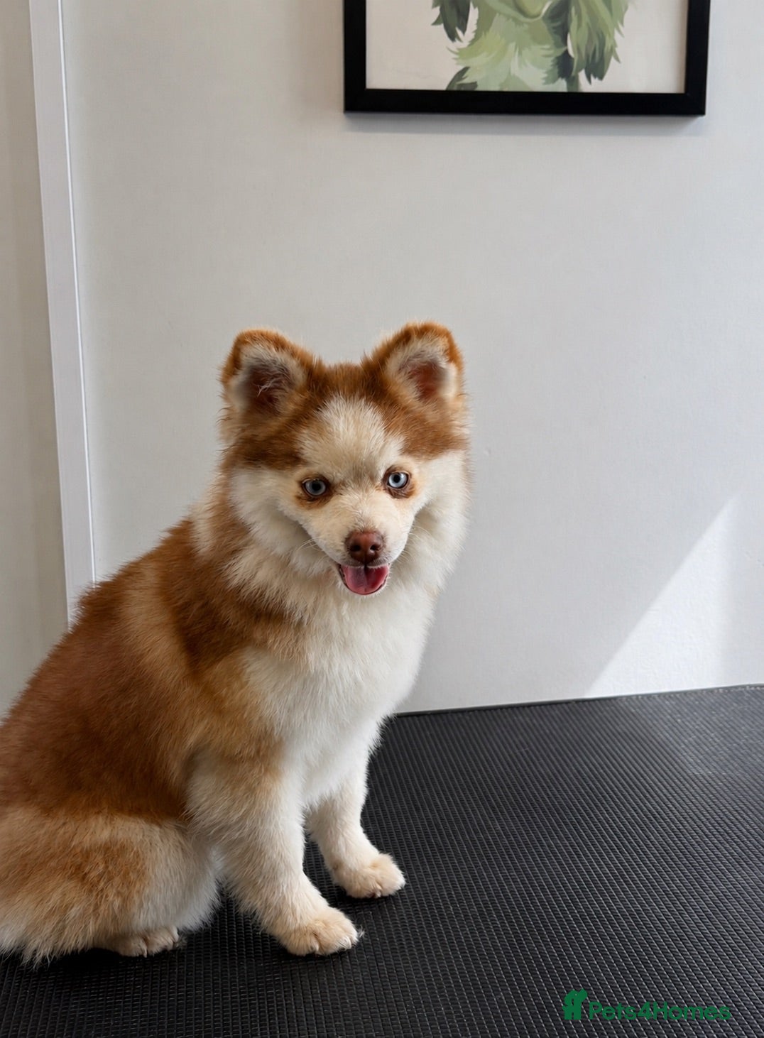 Pomsky dogs F2 Pomsky  - Advert 1