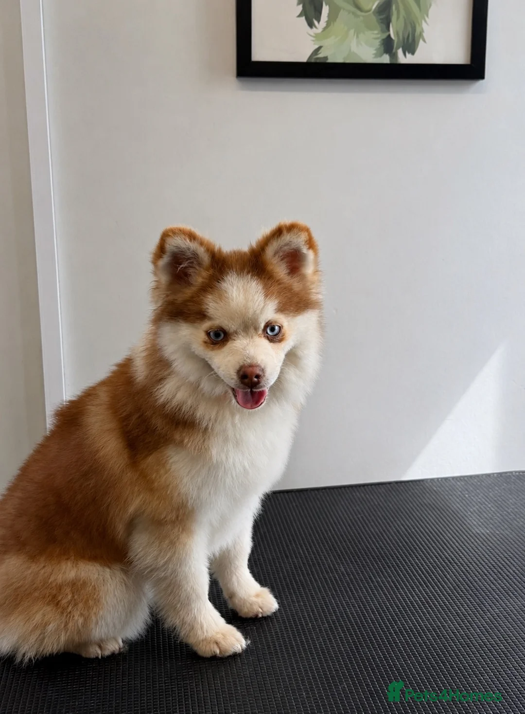 Pomsky dogs for sale: F2 Pomsky  - Advert 1
