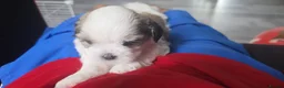 Mixed Breed dogs for sale: Meet Our Sweet Shih Tzu Puppies-1Boy&1Girl  - Advert 9