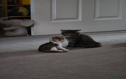 Nebelung cats for sale: Beautiful Kittens - Image 3