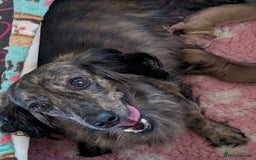 Miniature Dachshund dogs for sale: Miniature Dachshund Puppies  - Image 4