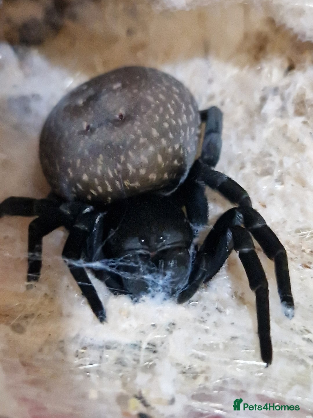 Spiders invertebrates for sale: Adorable velvet spiders 🕷  - Advert 8