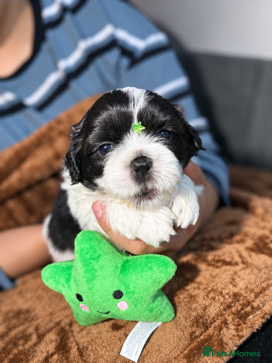 Shih Tzu dogs for sale: Beautiful Shih Tzu Puppies – Boys & Girls - Advert 2