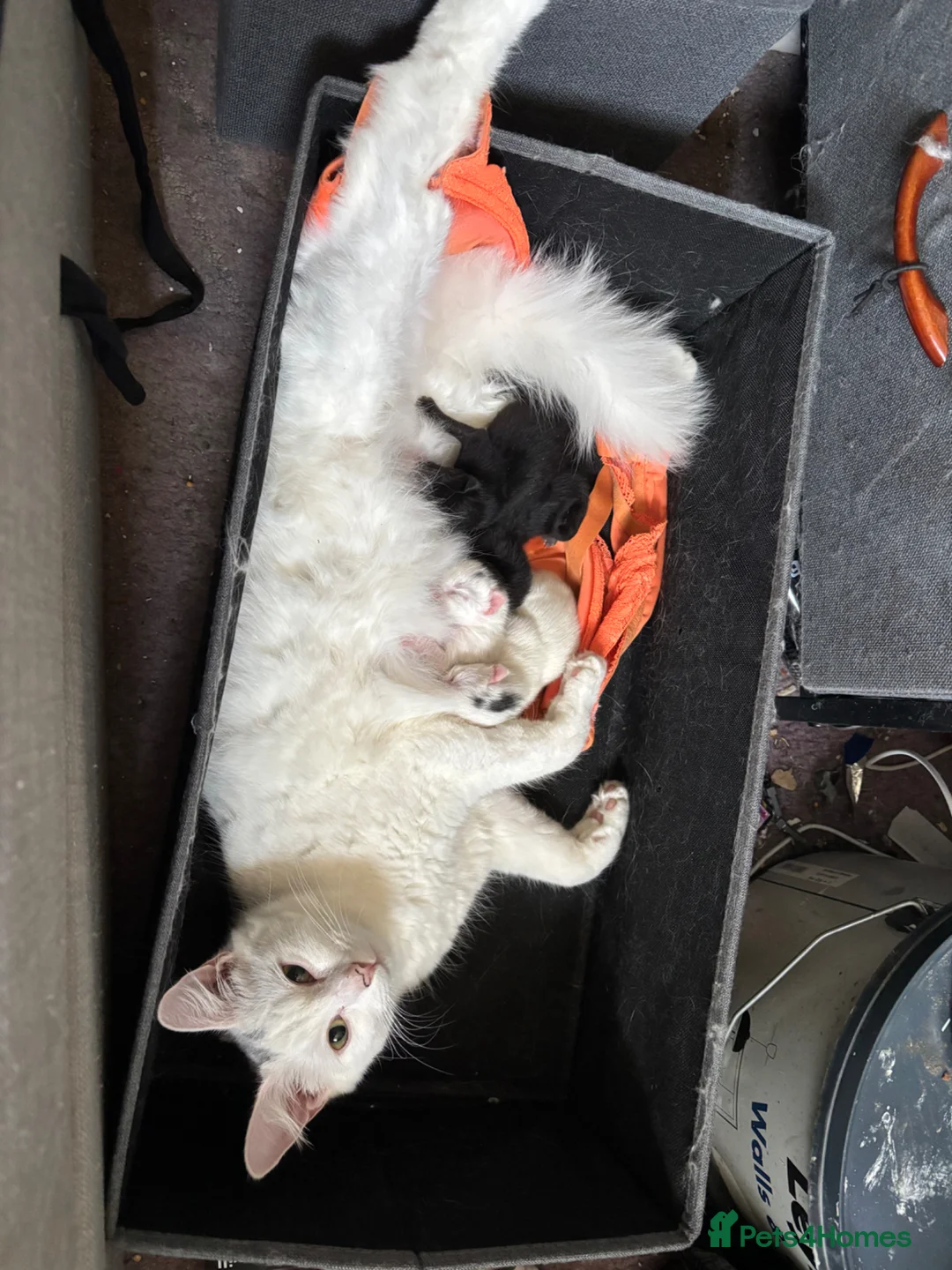 Mixed Breed cats for sale: Kittens for sale  in Braintree - Advert 1