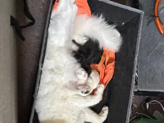 Mixed Breed cats Kittens for sale - Advert 5