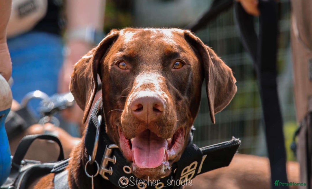Dobermann dogs for sale: Beautiful litter of Doberman puppies  - Image 20
