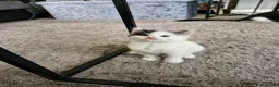Mixed Breed cats for sale: 2 siamese mix males looking for new homes  - Advert 4