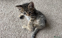 Bengal cats for sale: Beautiful Bengal Cross Kitten - Image 9