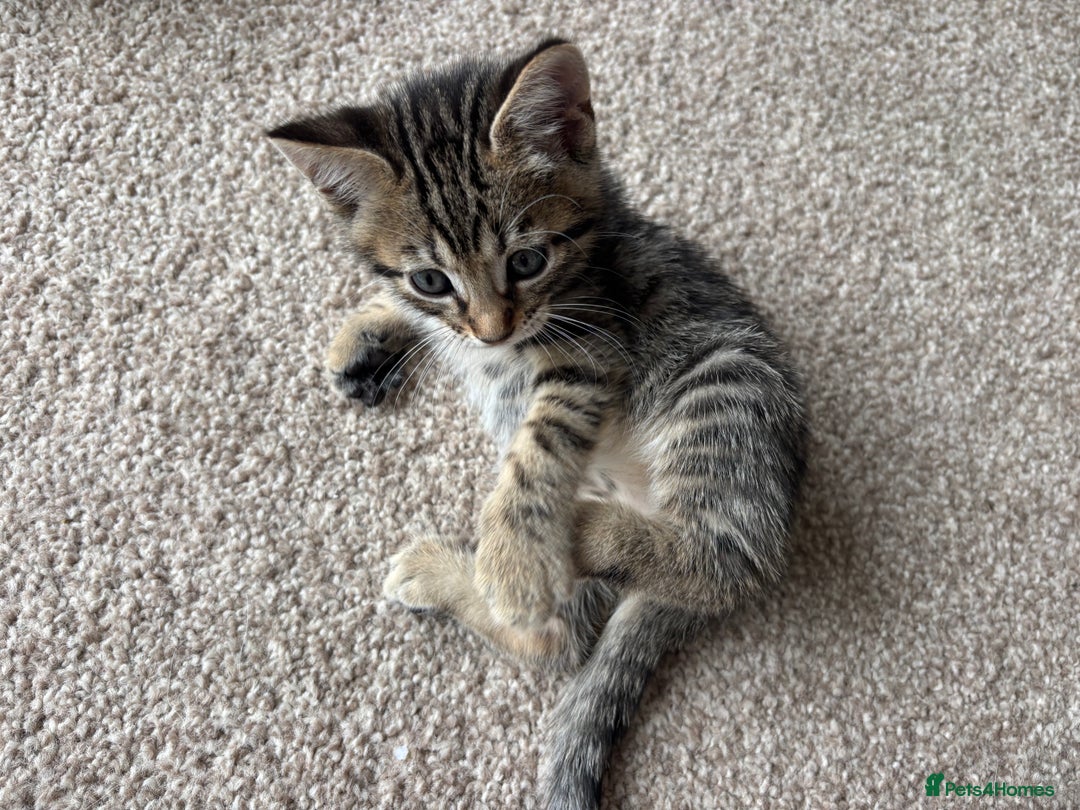 Bengal cats for sale: Beautiful Bengal Cross Kitten - Image 9