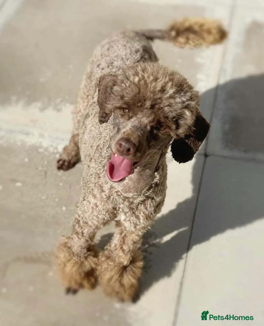 Toy Poodle dogs for sale: Stunning chocolate Toy poodle male  - Advert 2