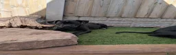Cane Corso dogs for sale: Black female cane corsos puppies  - Advert 14