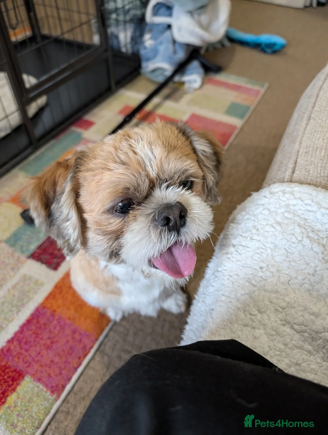 Shih Tzu dogs for sale: Shih Tzu 22 months  in Leominster - Advert 1