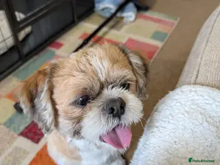 Shih Tzu dogs Shih Tzu 22 months - Advert 2