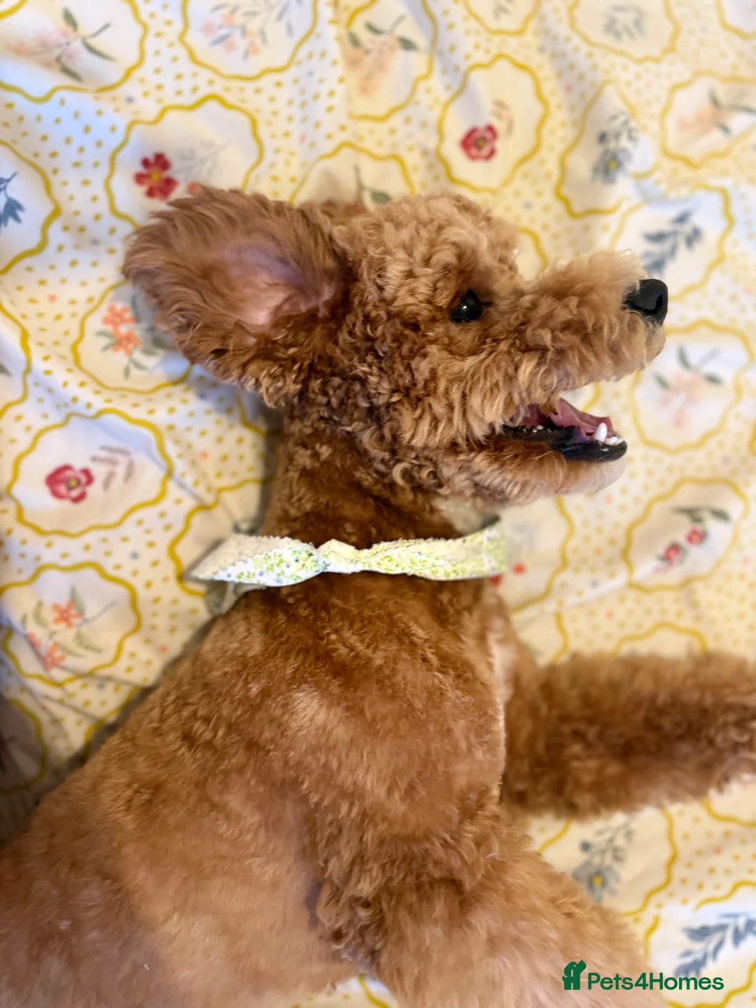 Poodle dogs for stud: Stud Poodle available for Breeding  in Greenford - Advert 2