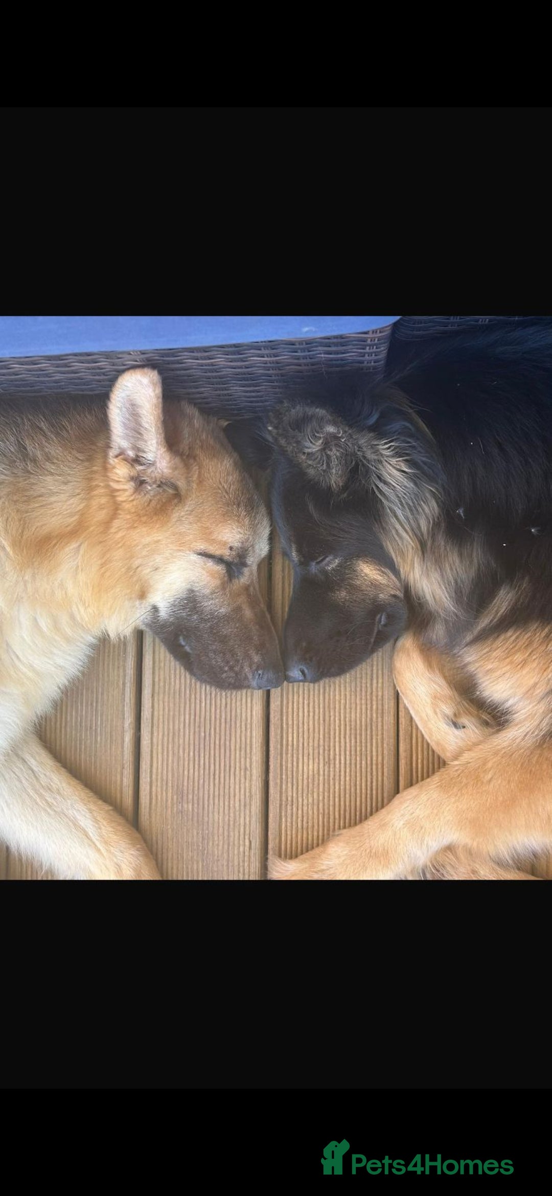 German Shepherd dogs for sale: 1 long hair female available  - Advert 5