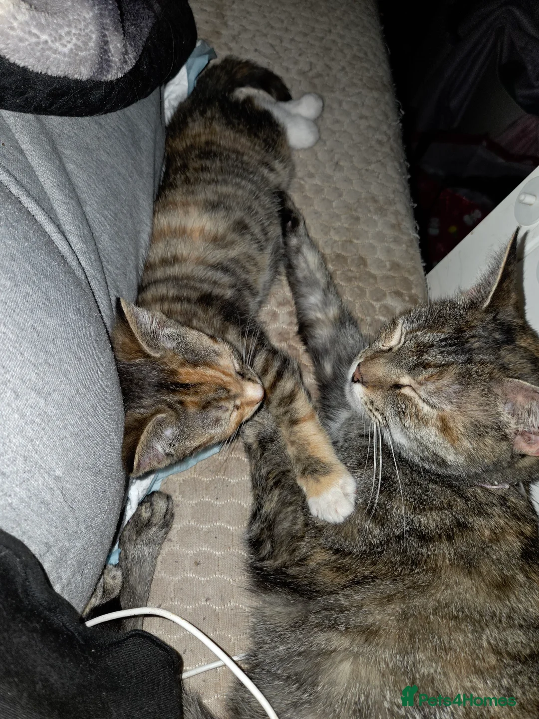 Mixed Breed cats for sale: Torti n tabby girls - Advert 4