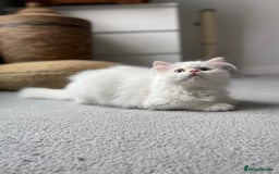Persian cats for sale: Persian chinchilla kitten  - Image 8