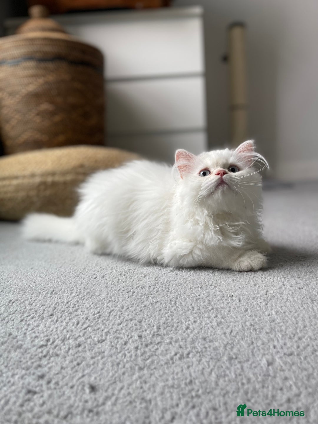 Persian cats for sale: Persian chinchilla kitten  - Image 8