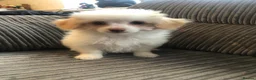 Mixed Breed dogs for sale: Pomapoo x Chihuahua puppies ready to go  - Advert 10