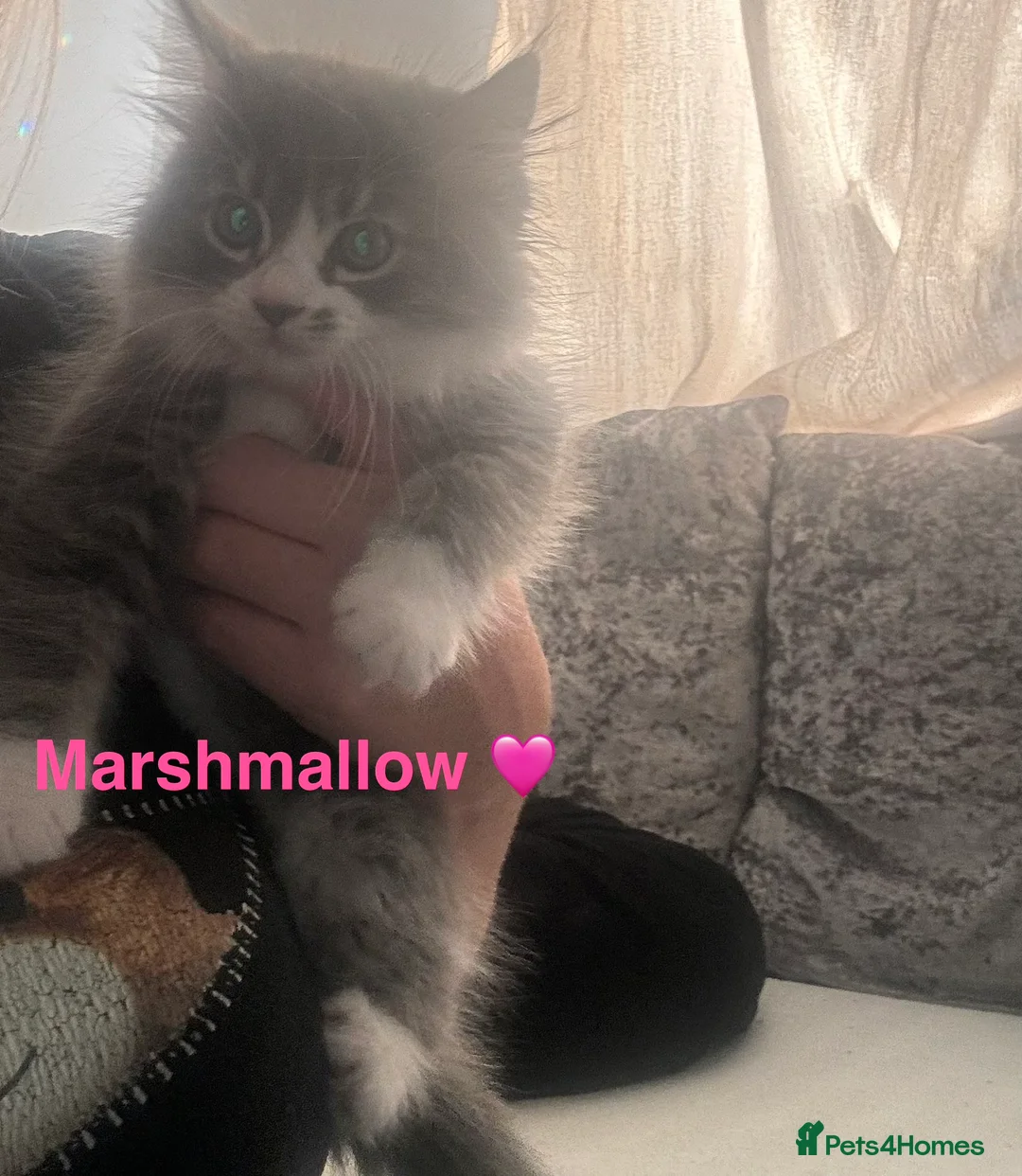 Maine Coon cats for sale: Maine coone x British short hair kittens - Advert 2