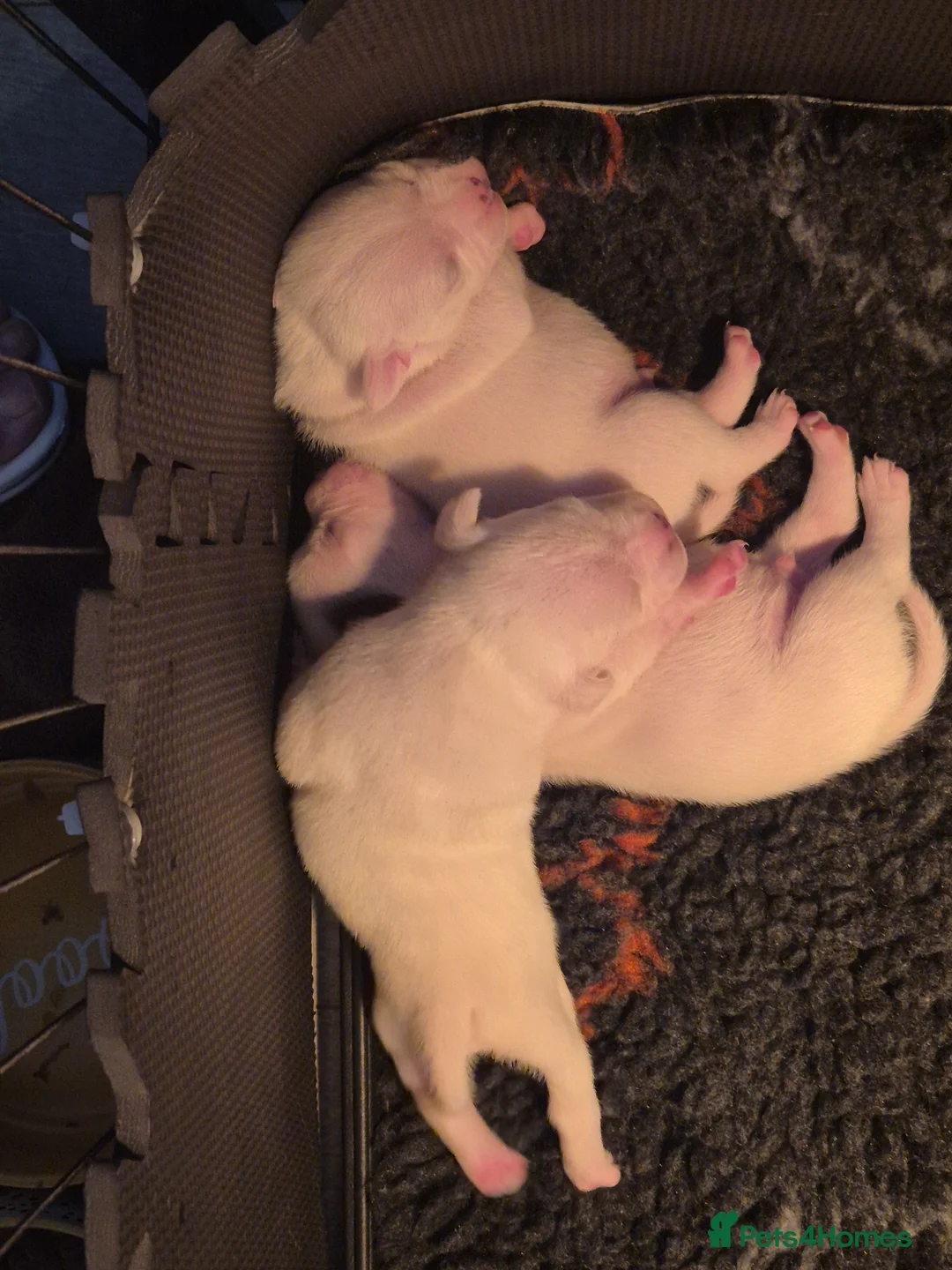 Staffordshire Bull Terrier dogs for sale: Blue Staffordshire Bull Terrier puppies  - Advert 10