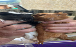 Guinea Pig rodents for sale: Male baby Guineapigs  - Image 9