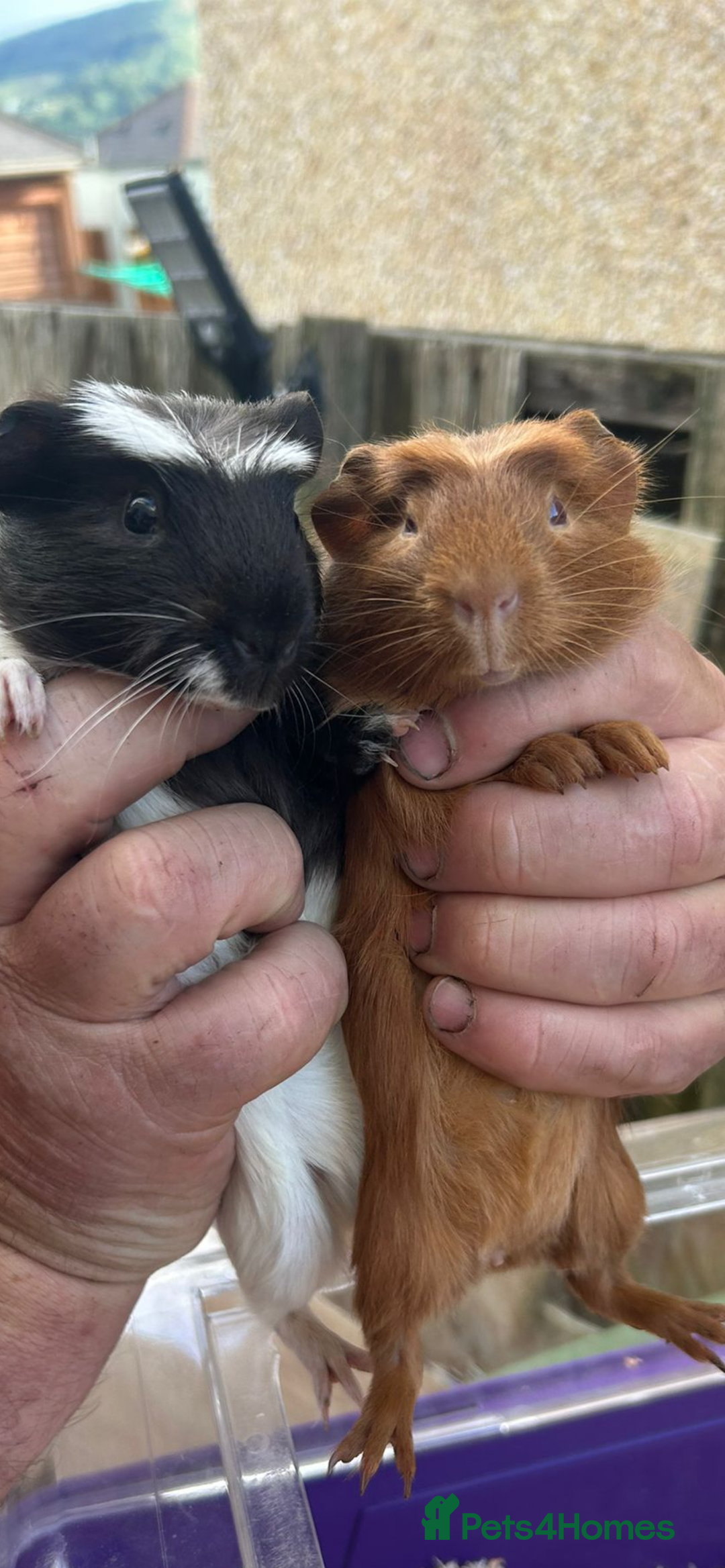 Guinea Pig rodents for sale: Male baby Guineapigs  - Image 9