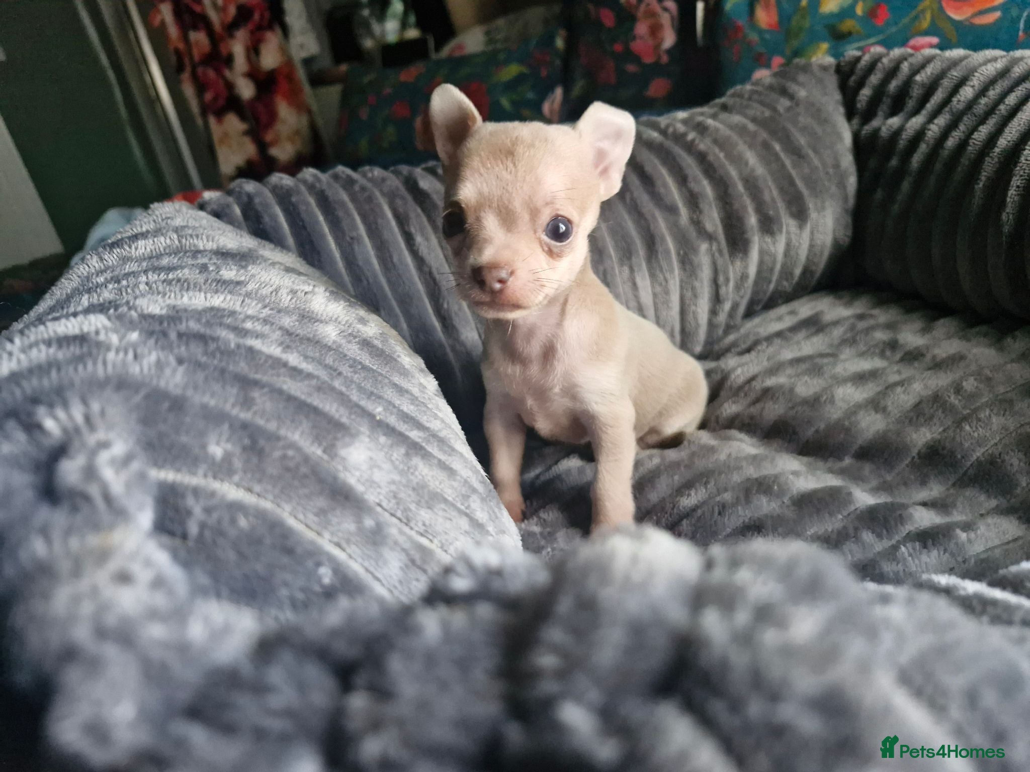 Chihuahua dogs Tiny chihuahuas 😌 - Advert 19