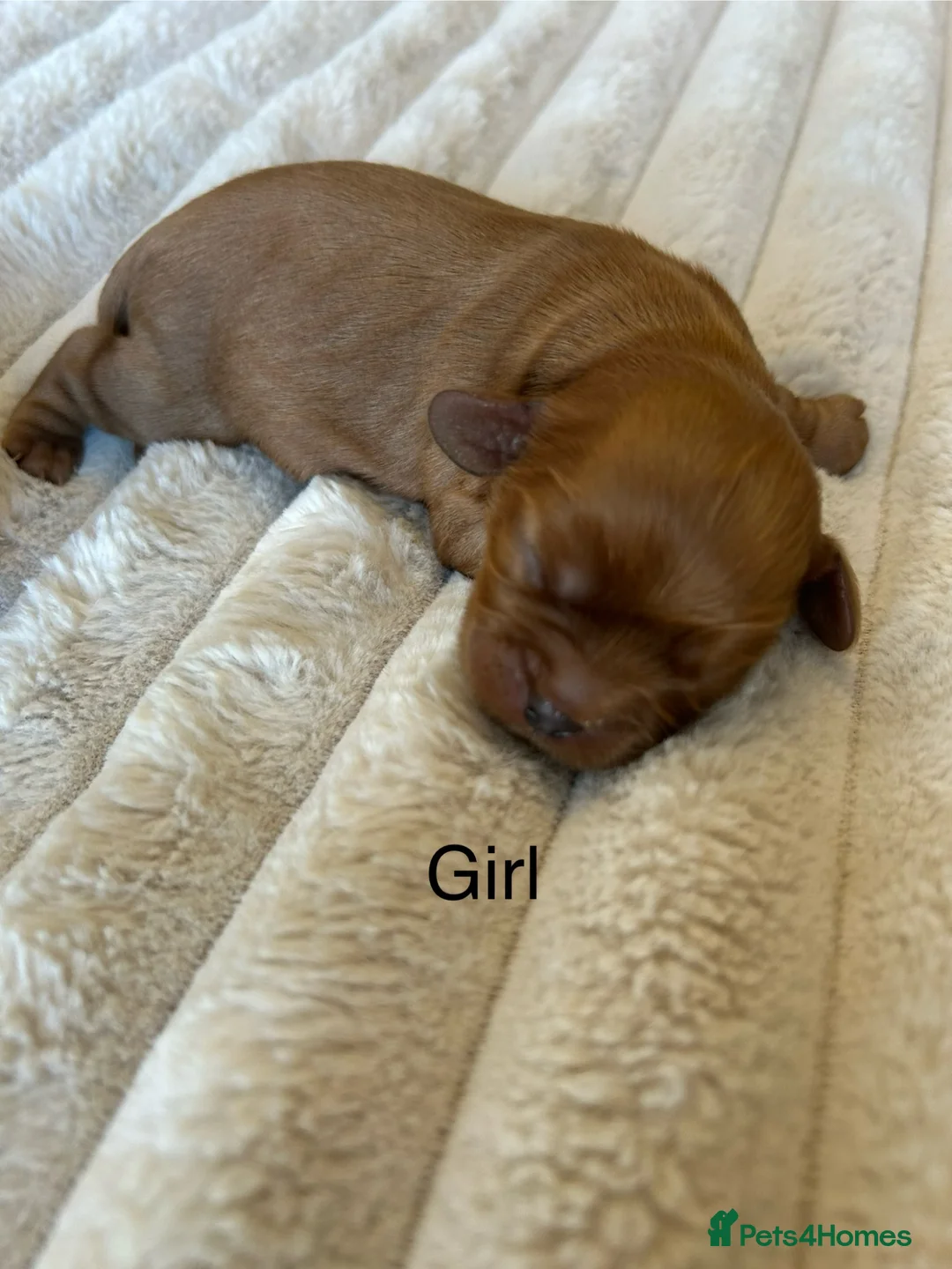 Cavalier King Charles Spaniel dogs for sale: Cavalier King Charles puppies  - Advert 2