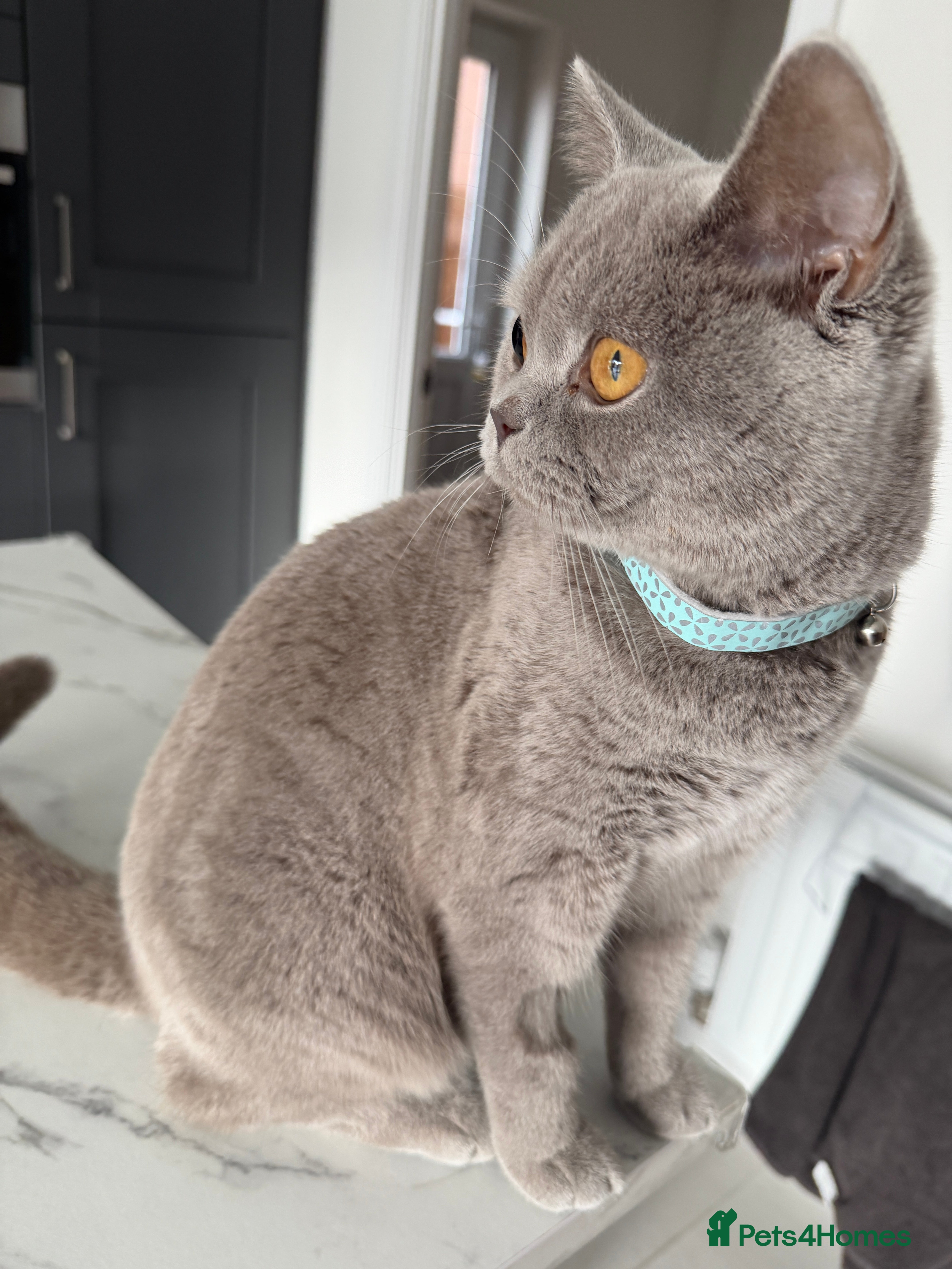 British Shorthair cats British shorthair  - Advert 6