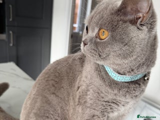 British Shorthair cats British shorthair - Advert 12