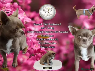 Chihuahua dogs KC reg-Health tested-PROVEN - Advert 14
