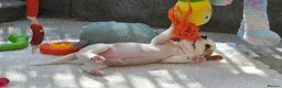 Beagle dogs for sale: Stunning KC Registered Beagle Pups- Ready 24.08.26 in Thirsk - Advert 12