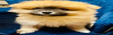 Pomeranian 2