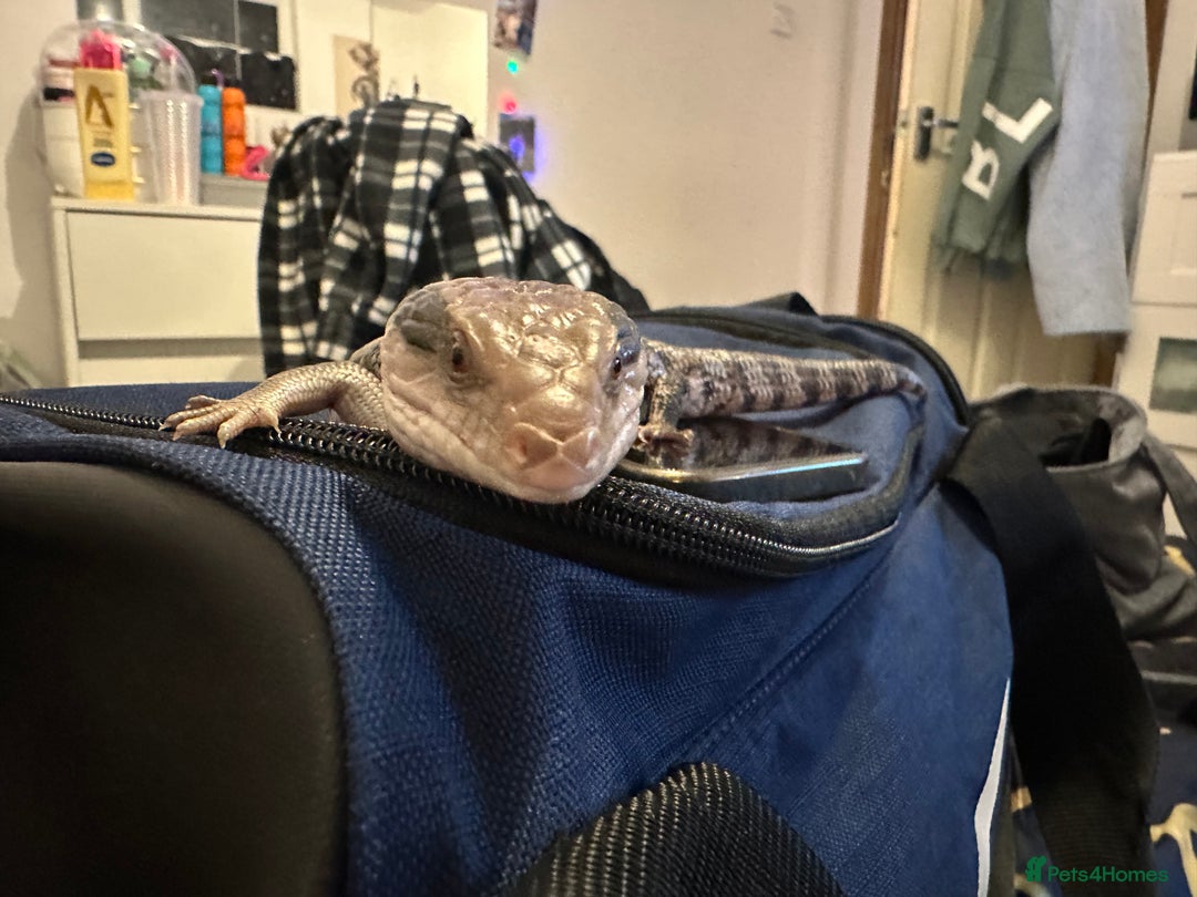 Skink reptiles for sale: Blue tounged skink  in Bristol - Image 7