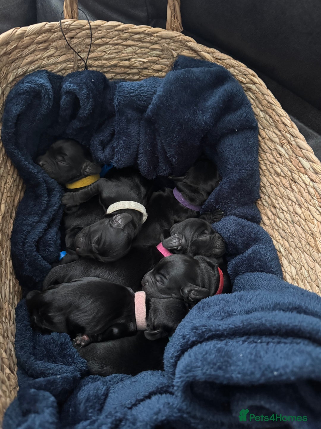 Cocker Spaniel dogs for sale: Working cocker spaniel  - Image 2