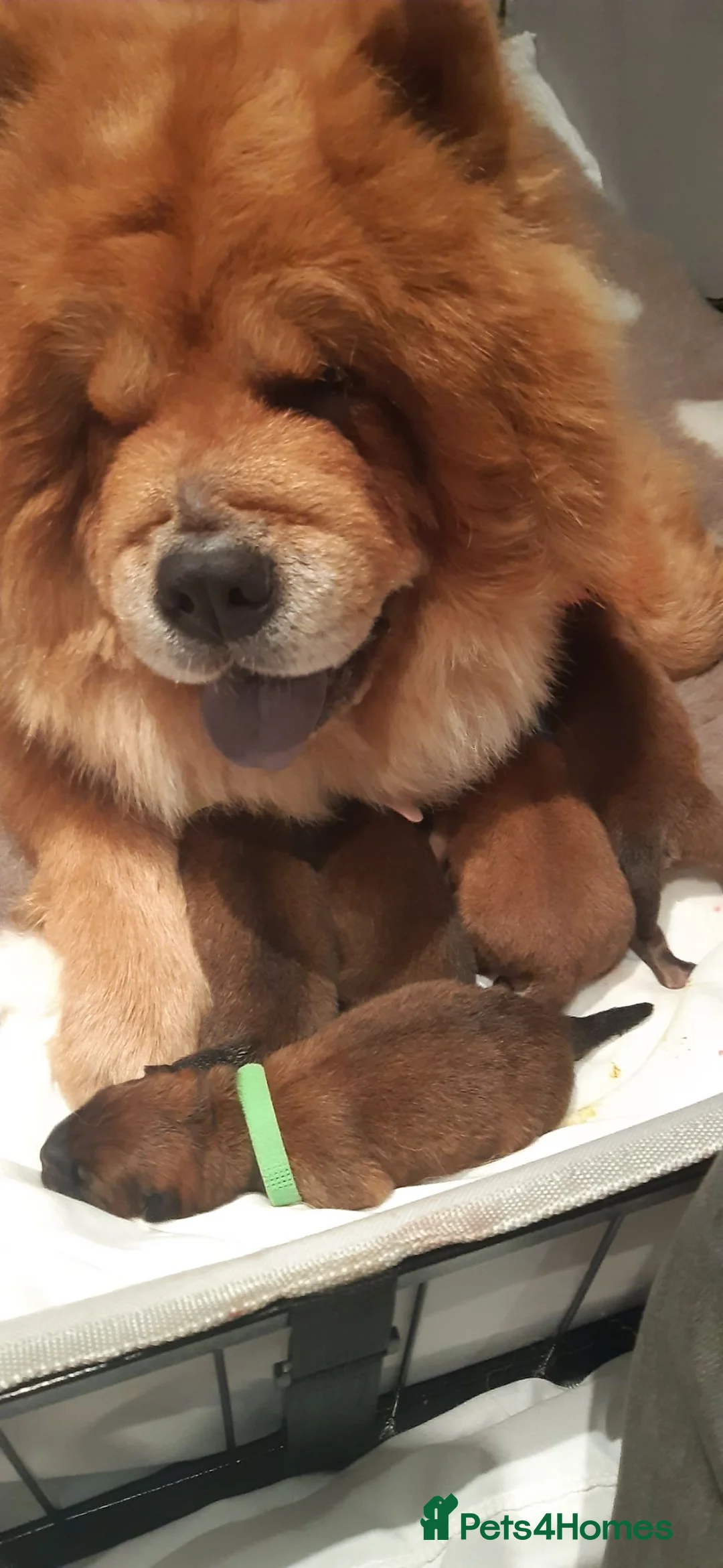 Chow Chow dogs for sale: Beautiful Chow Chow puppies in Derby in Heanor - Advert 1