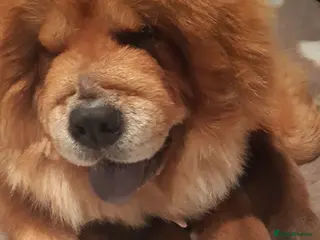 Chow Chow dogs Beautiful Chow Chow puppies in Derby - Advert 1