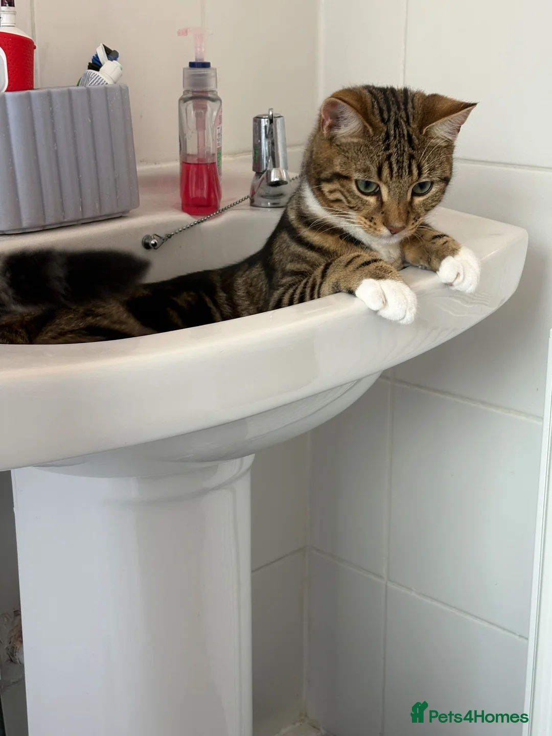 Mixed Breed cats for sale: Dennis  in Bury - Advert 6