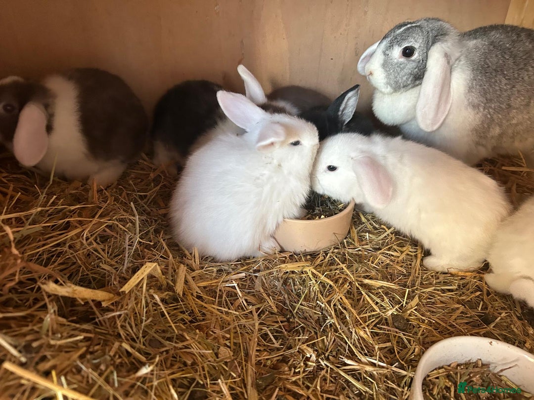 Mini Lop rabbits for sale: Beautiful mini lop bunnies  - Advert 4