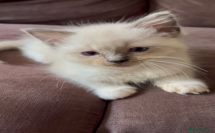 Ragdoll cats - Advert 3